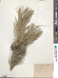 Pinus sylvestris image