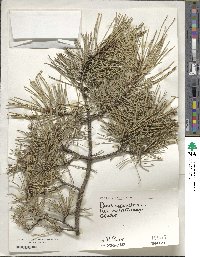 Pinus sylvestris image