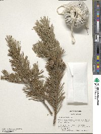 Pinus sylvestris image