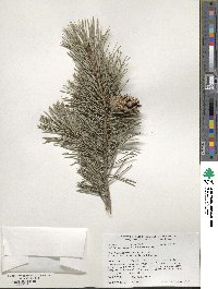 Pinus sylvestris image