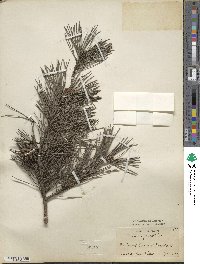 Pinus sylvestris image