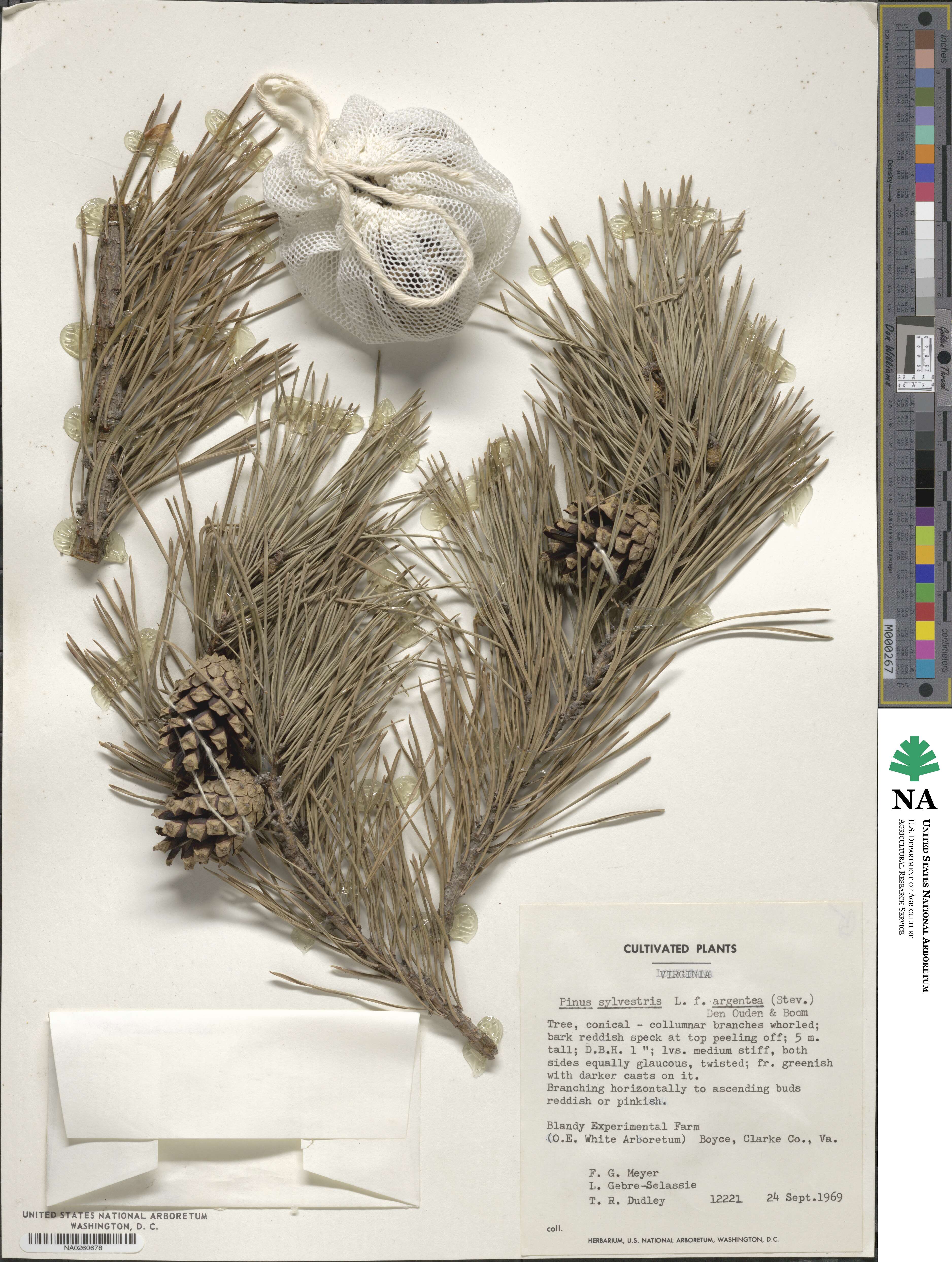 Pinus sylvestris image