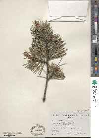 Pinus sylvestris var. hamata image