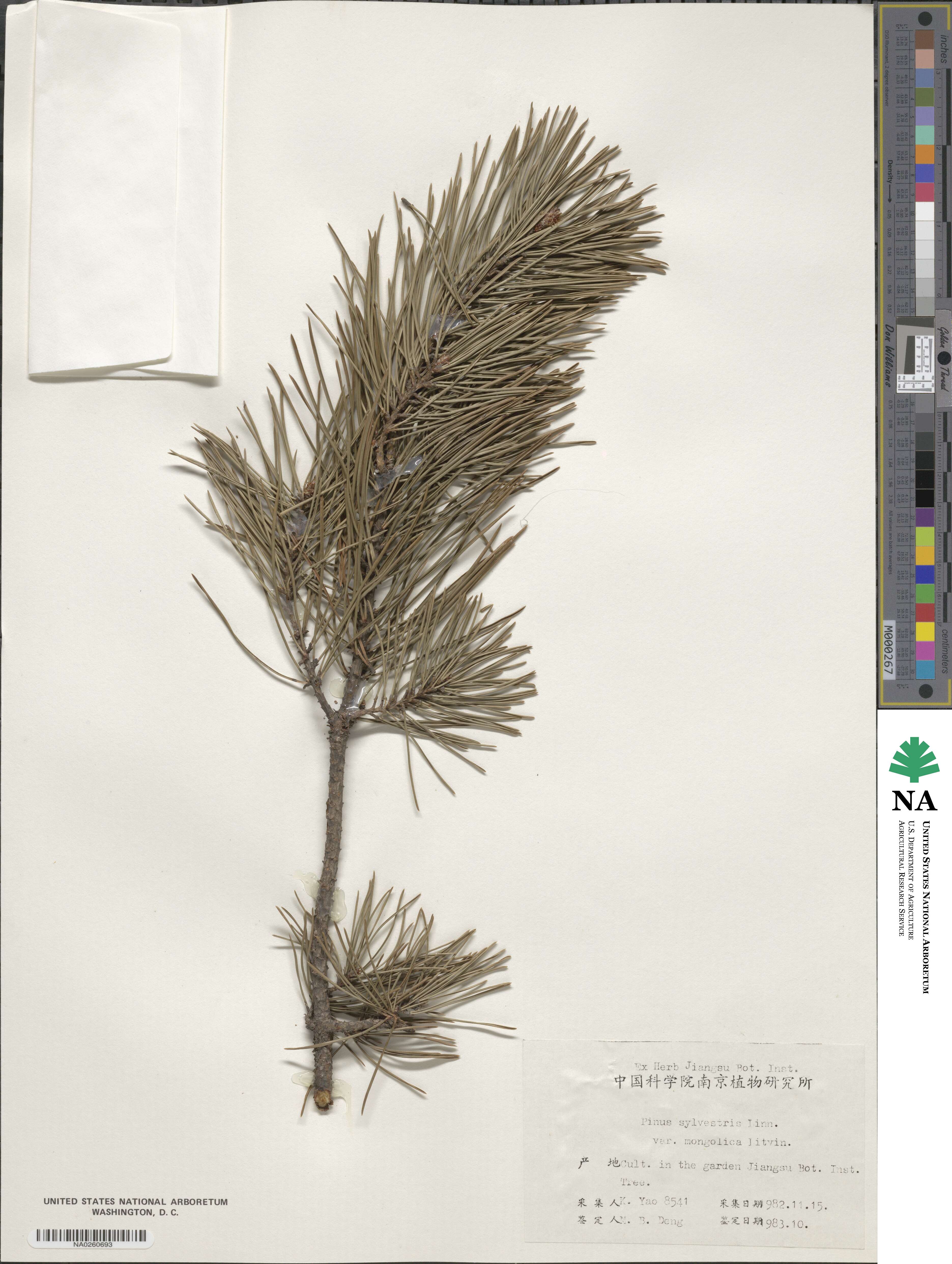 Pinus sylvestris var. mongolica image