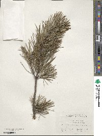 Pinus sylvestris var. mongolica image