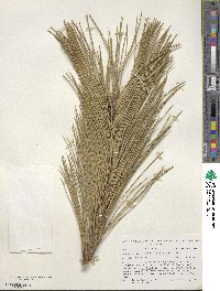 Pinus tabuliformis image