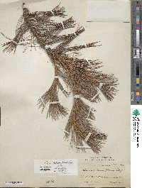 Pinus tabuliformis image