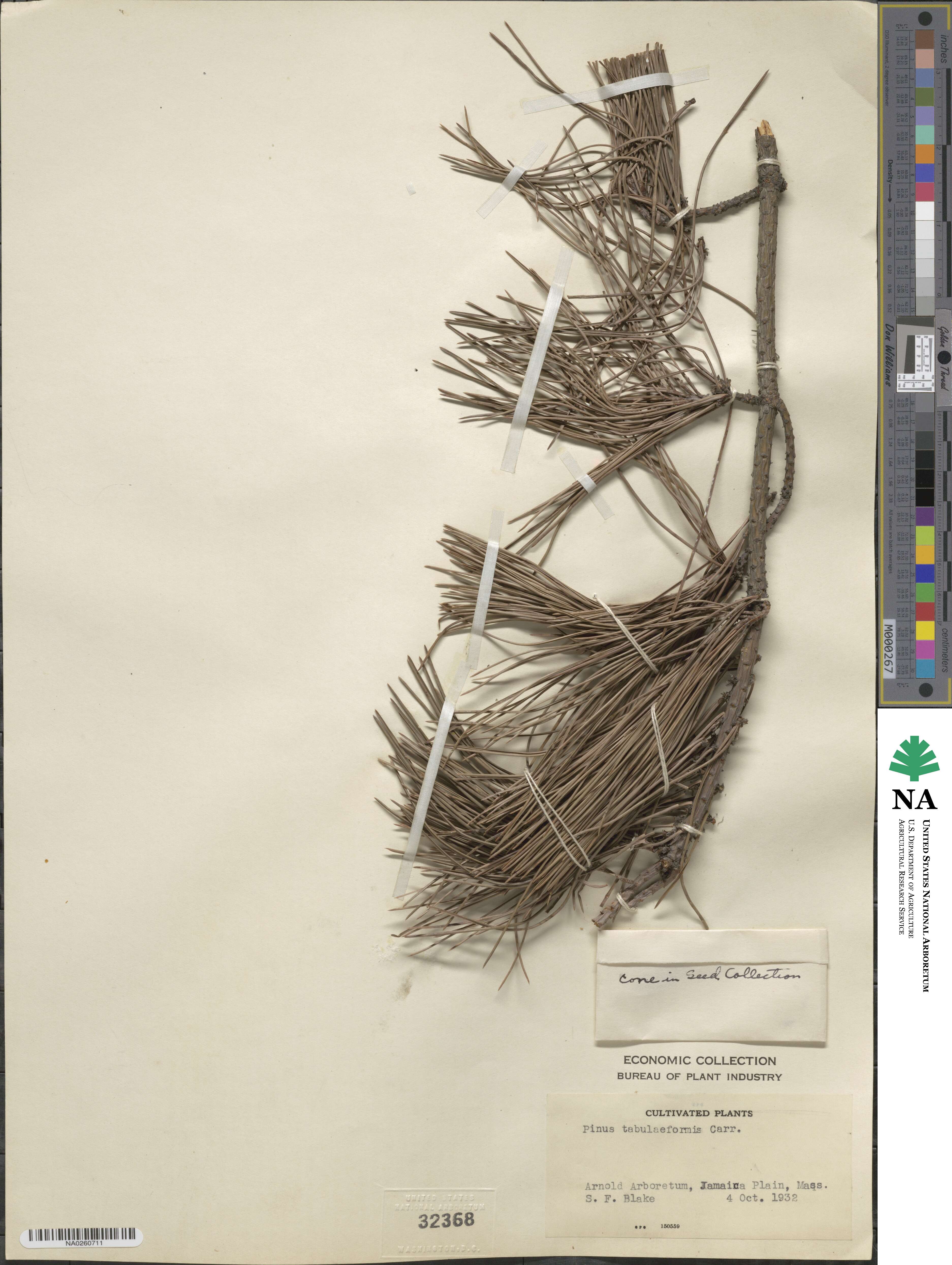 Pinus tabuliformis image