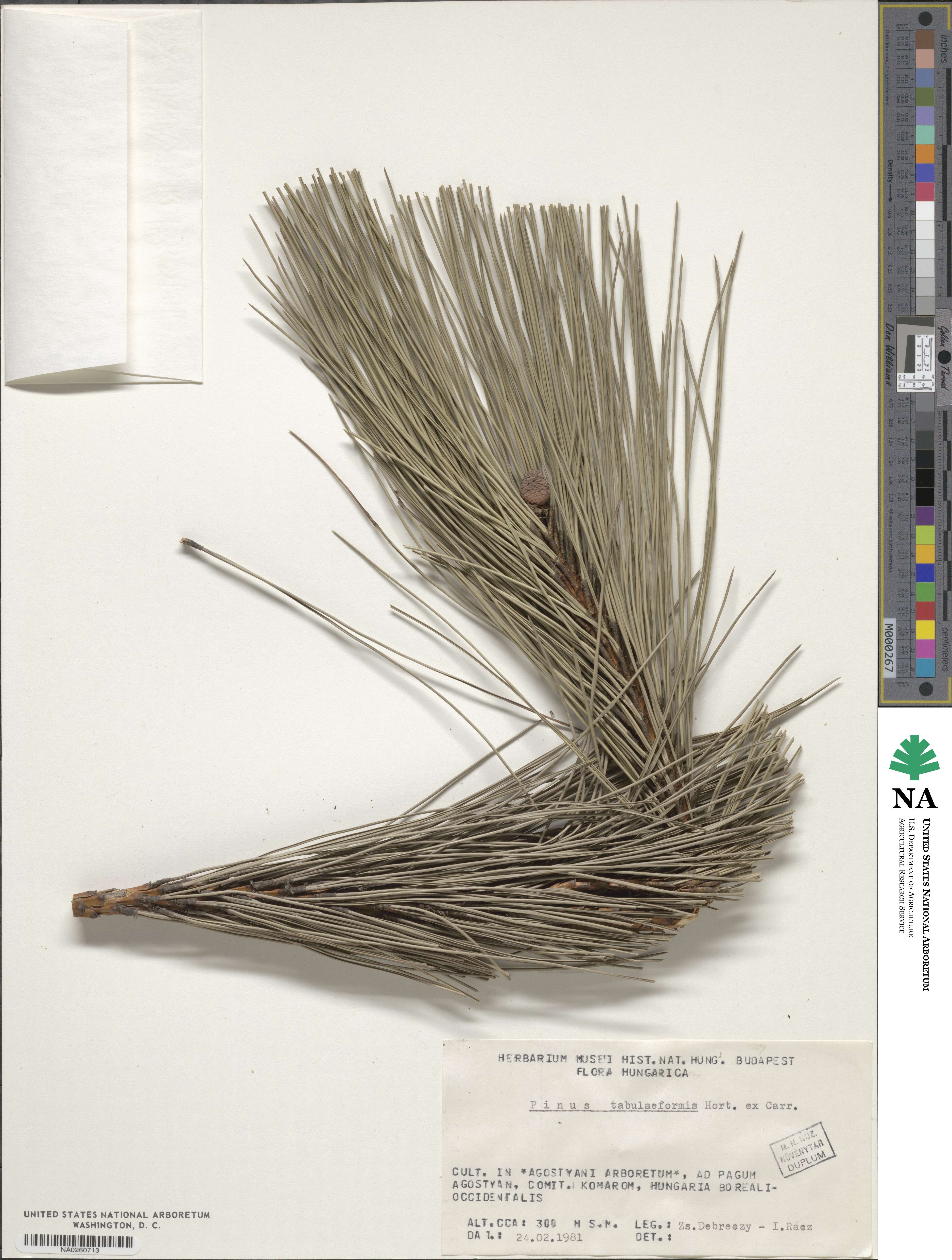 Pinus tabuliformis image