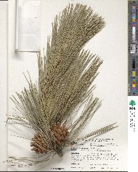 Pinus tabuliformis image