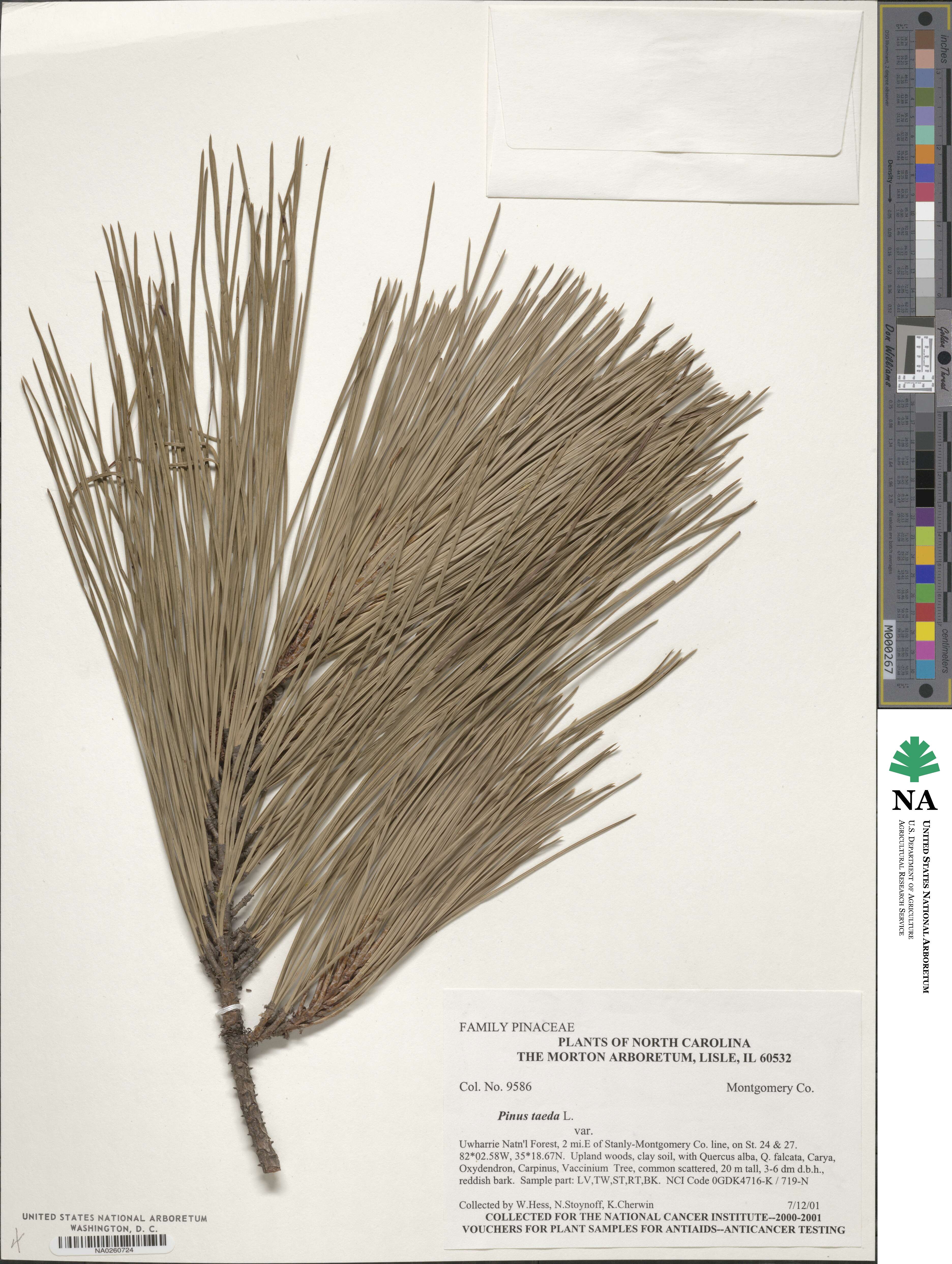 Pinus taeda image