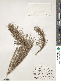 Pinus taiwanensis image