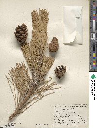 Pinus thunbergii image