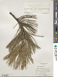 Pinus thunbergii image