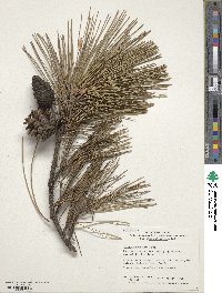 Pinus thunbergii image