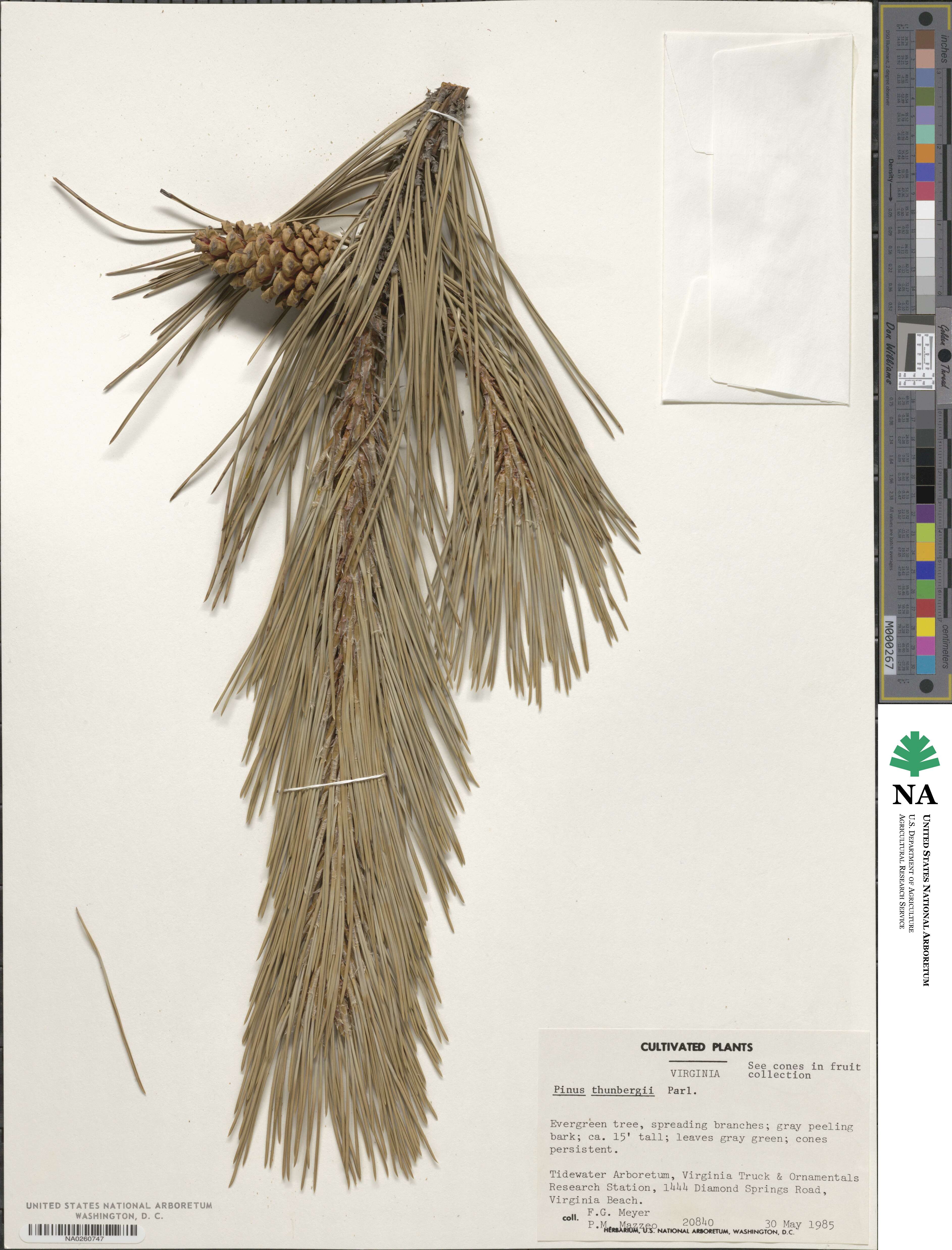 Pinus thunbergii image