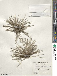 Pinus thunbergii image