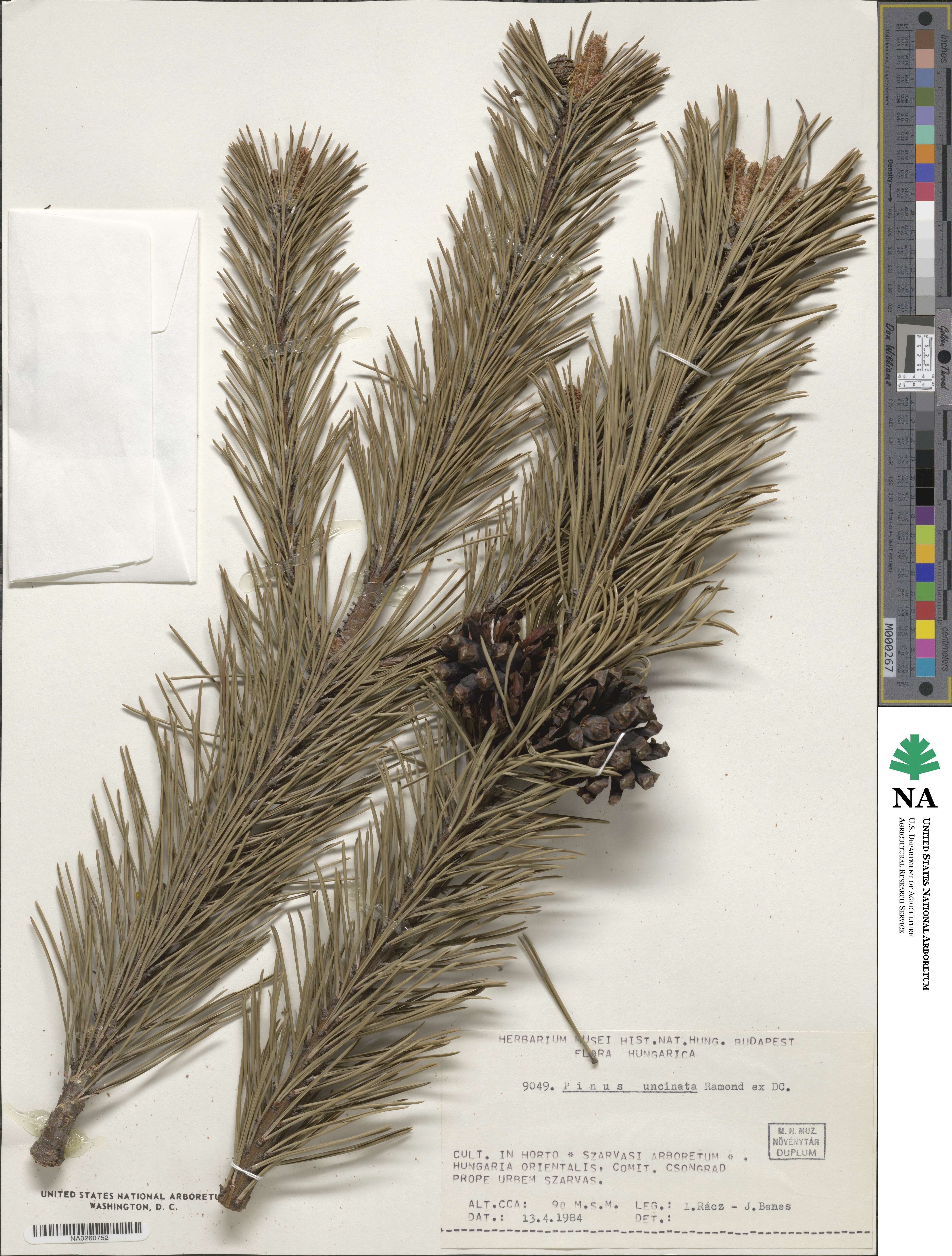 Pinus uncinata image