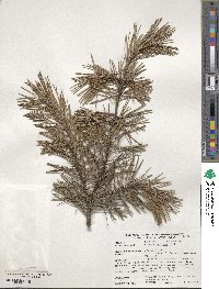 Pinus virginiana image