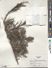 Pinus virginiana image