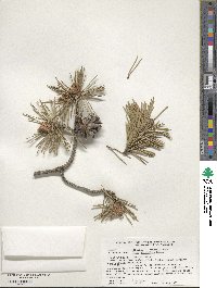 Pinus virginiana image