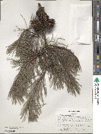 Pinus virginiana image