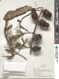 Pinus virginiana image