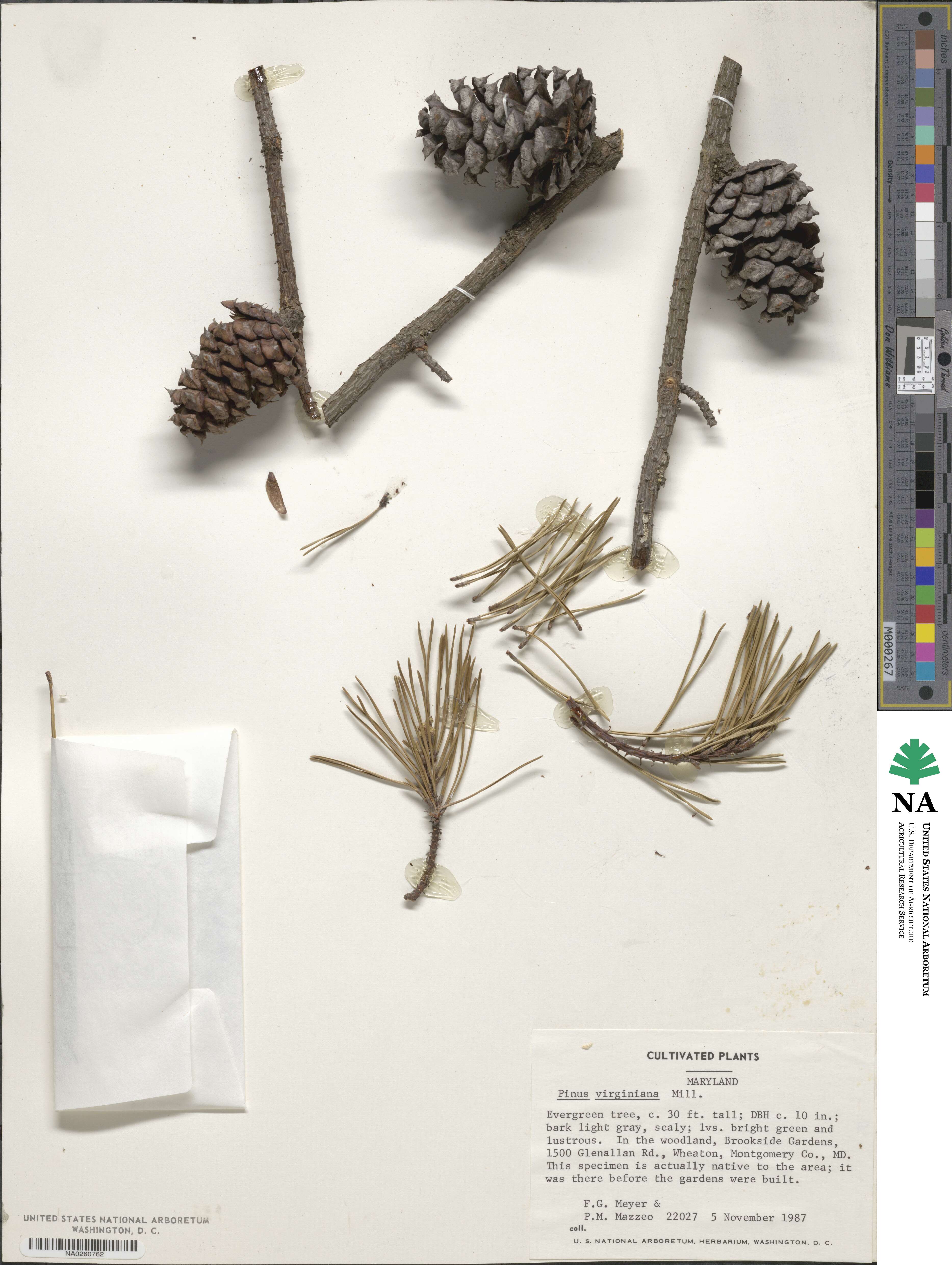 Pinus virginiana image