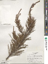 Pinus virginiana image