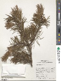 Pinus virginiana image