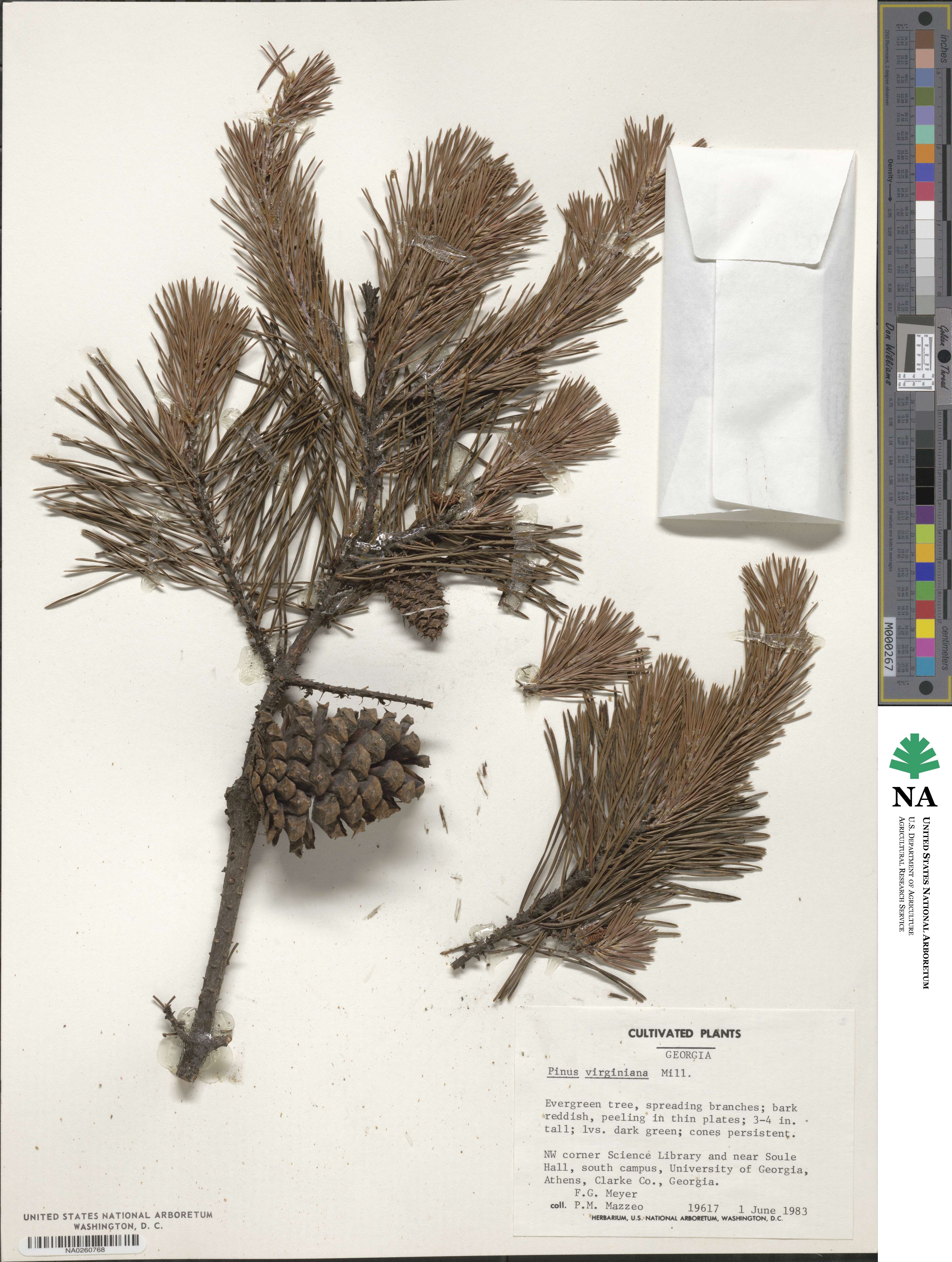 Pinus virginiana image