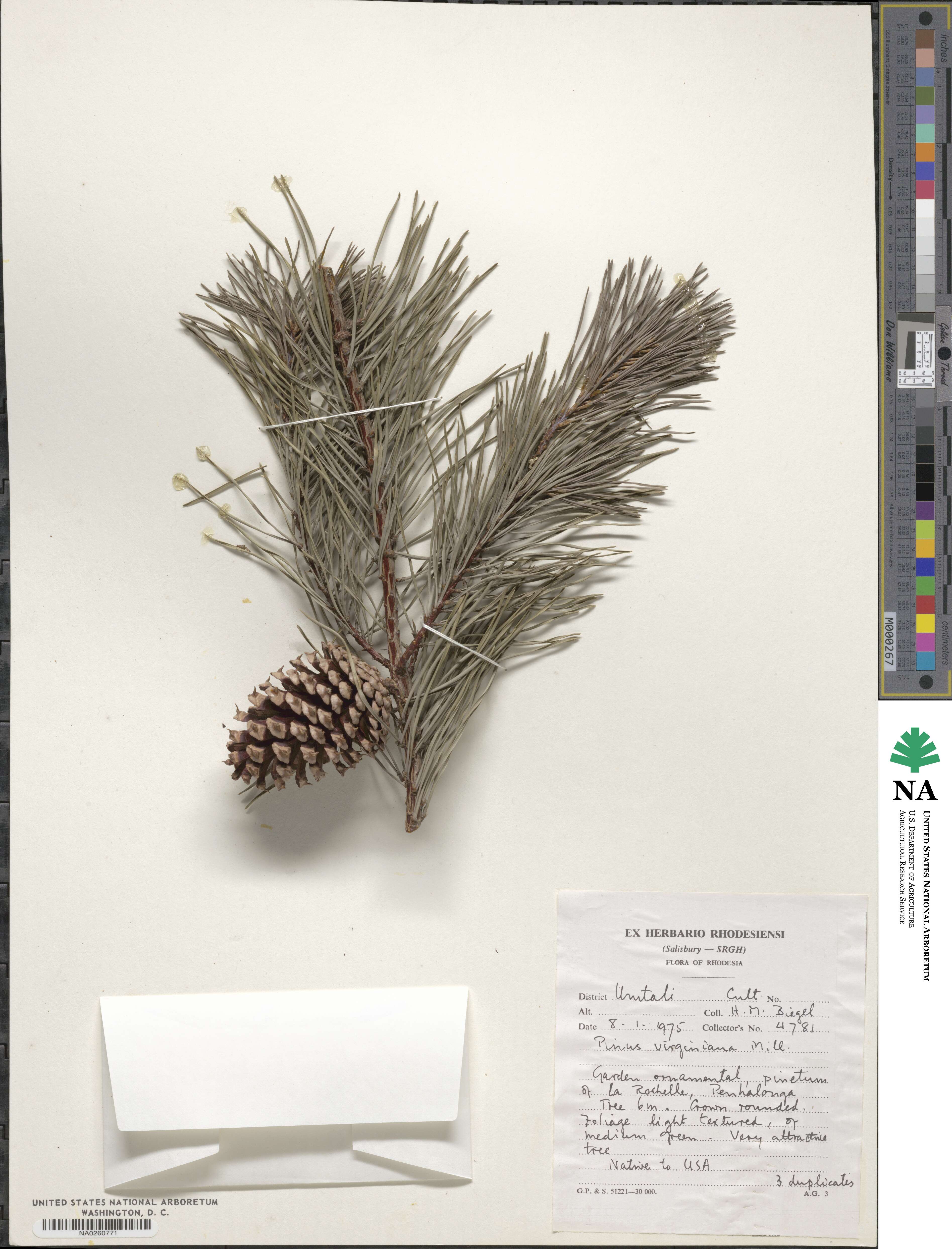 Pinus virginiana image