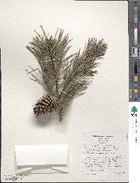 Pinus virginiana image