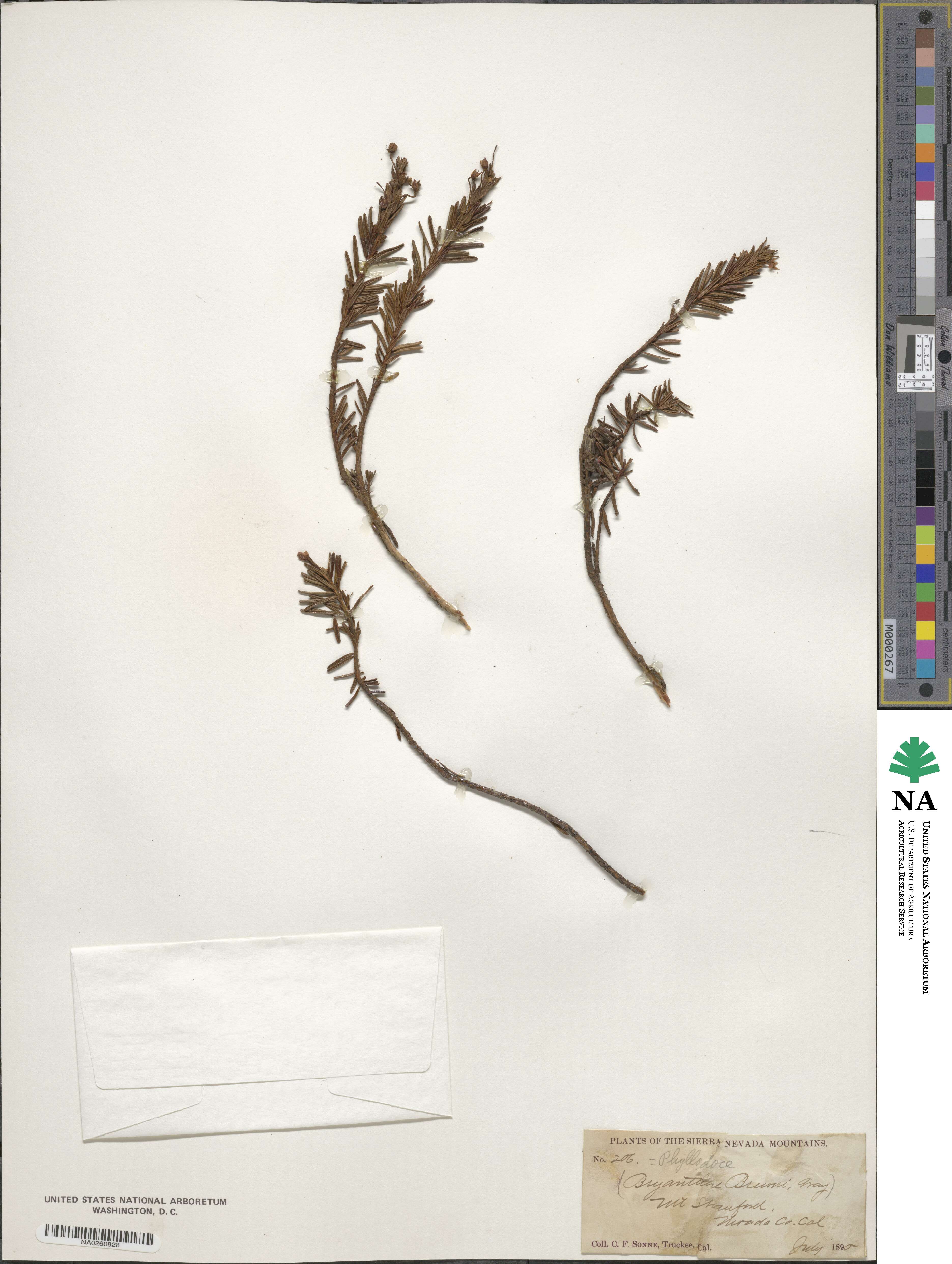 Phyllodoce breweri image