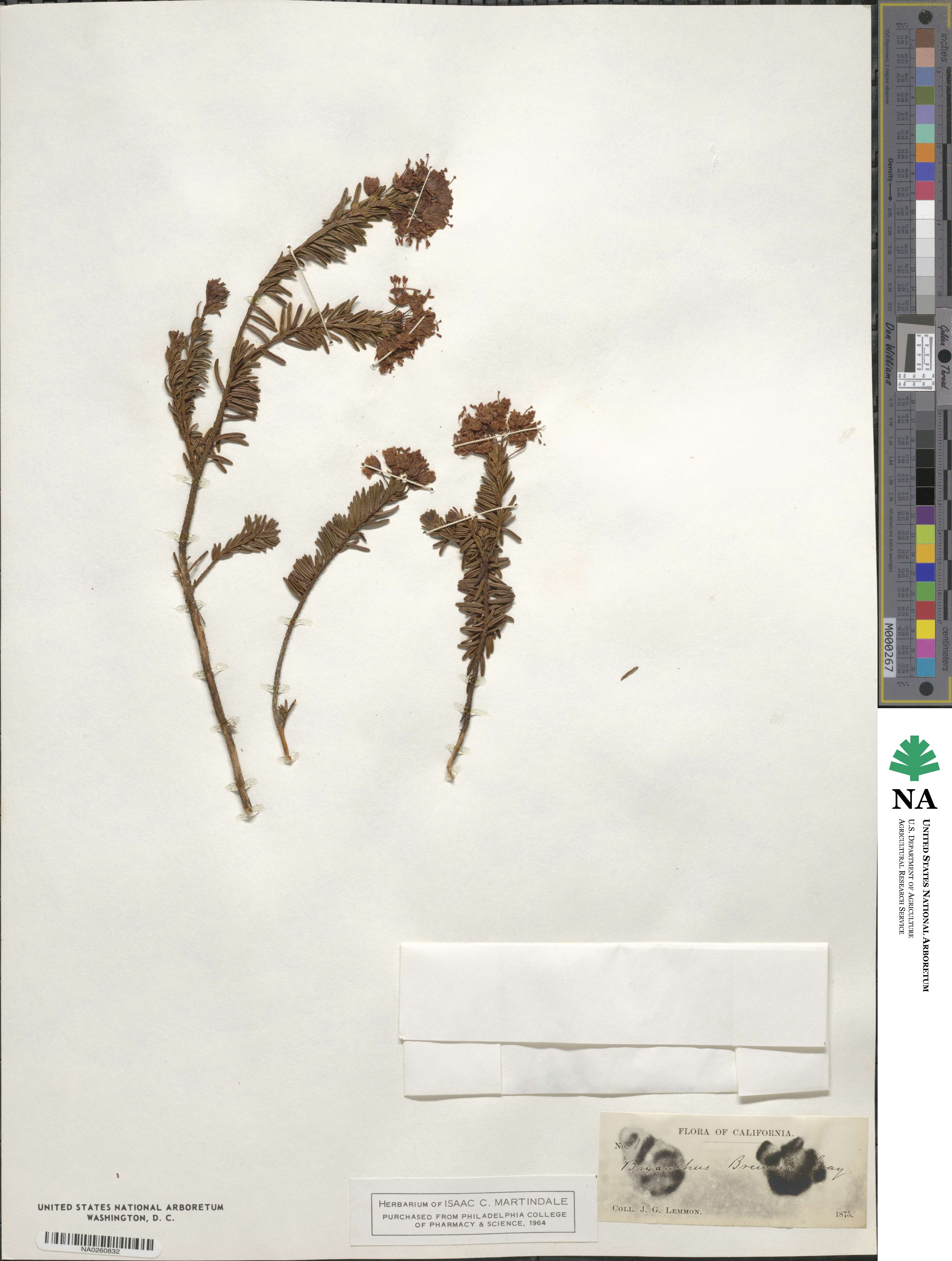 Phyllodoce breweri image