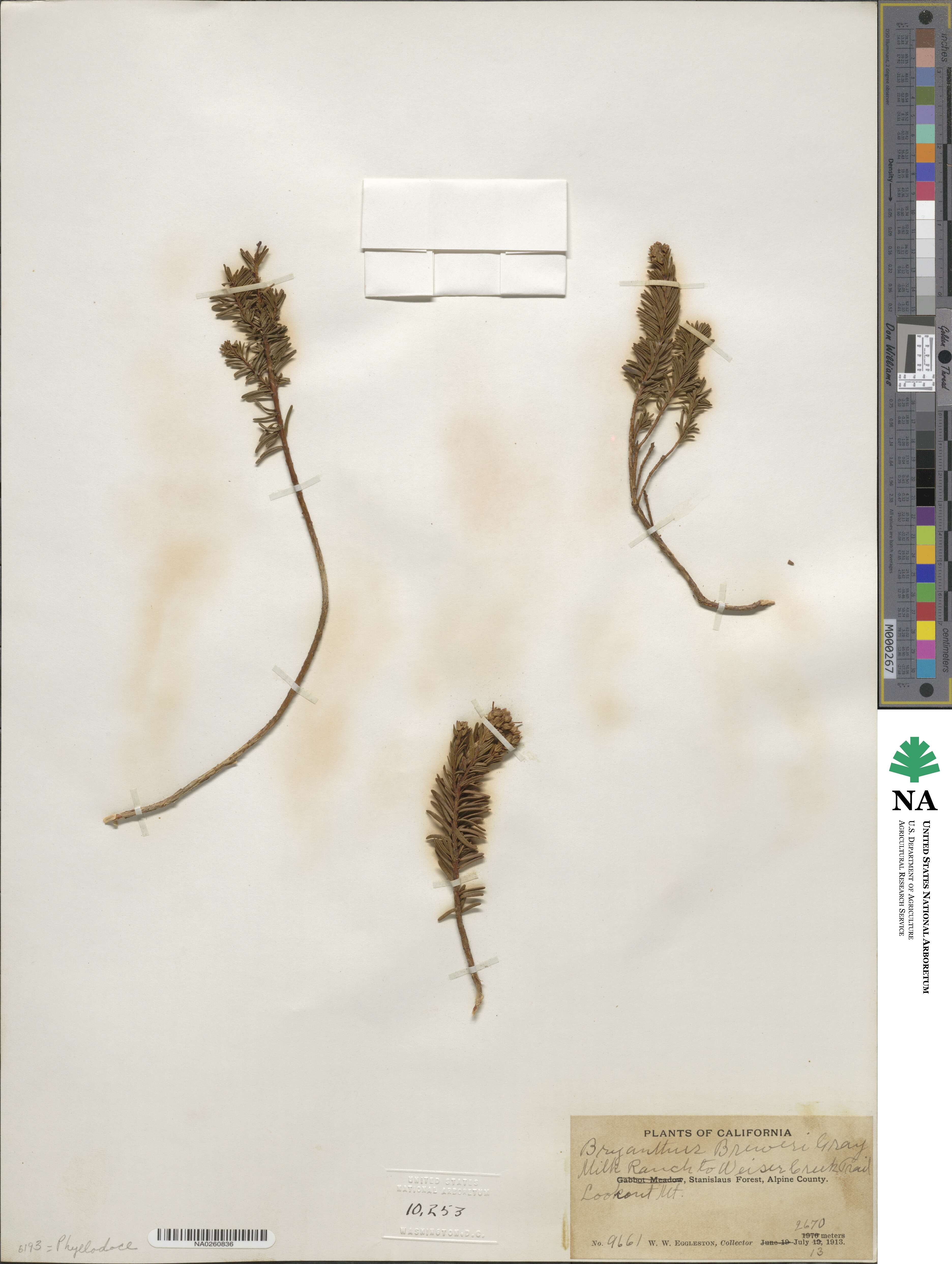 Phyllodoce breweri image
