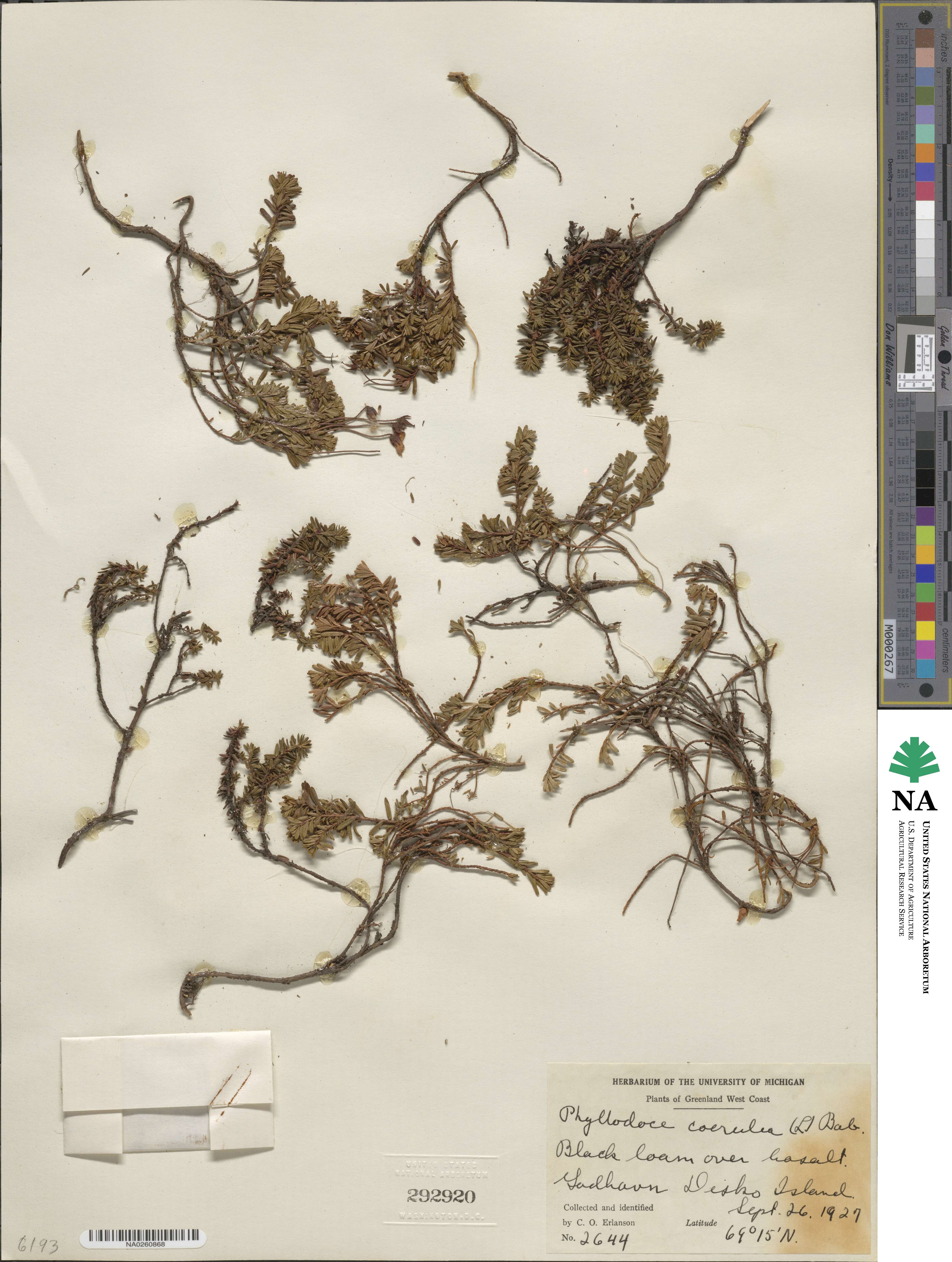 Phyllodoce image