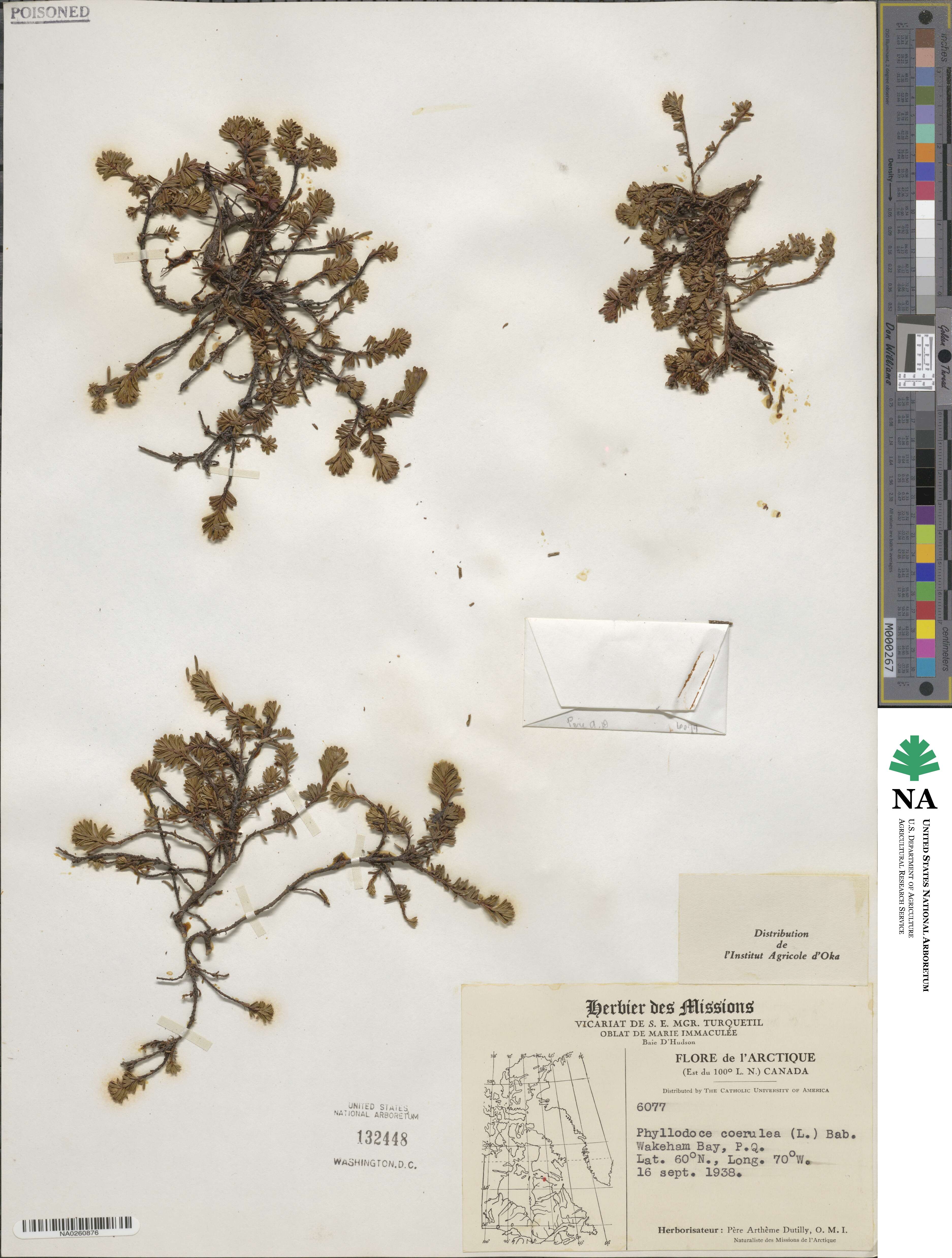 Phyllodoce caerulea image