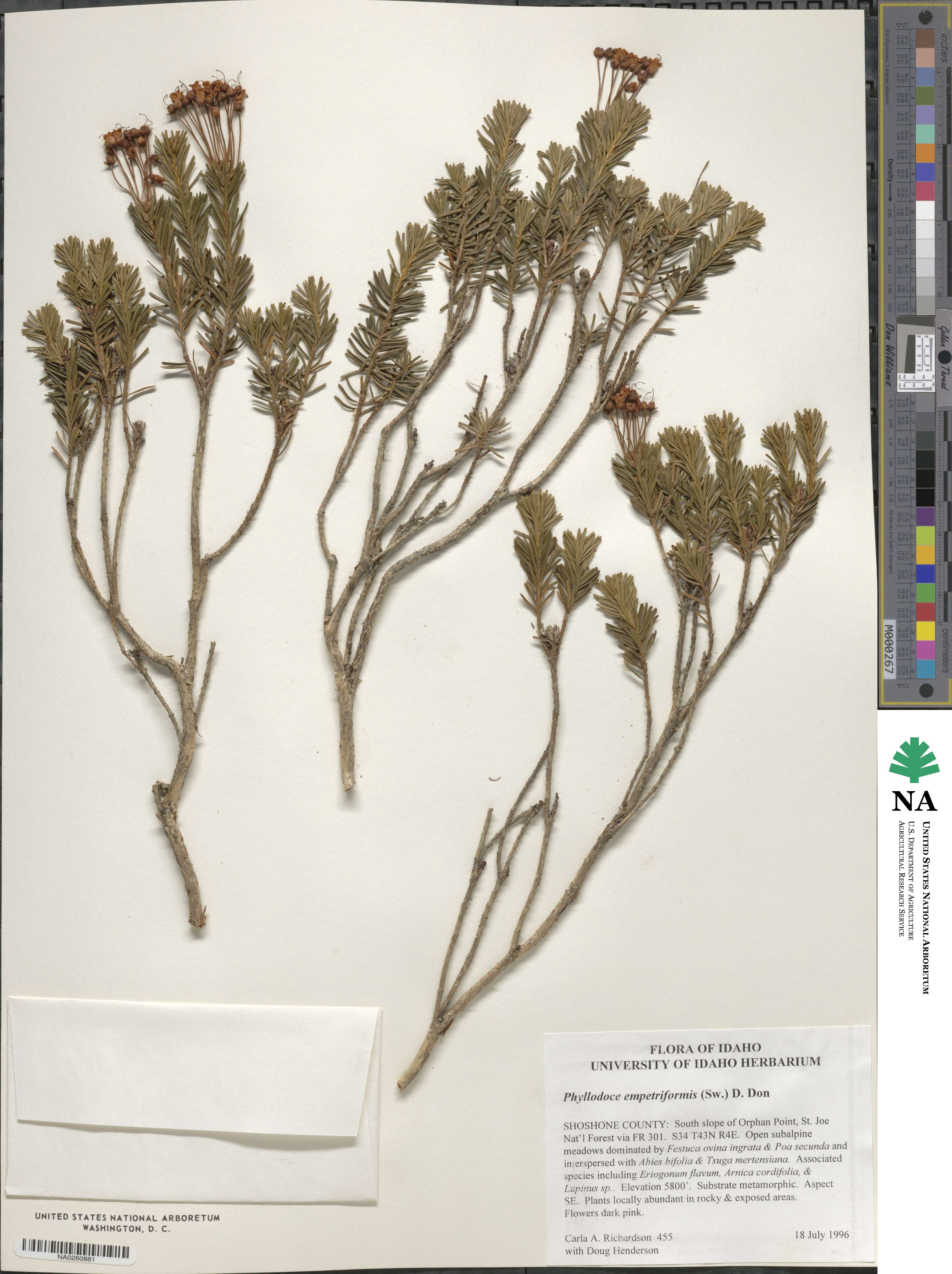 Phyllodoce empetriformis image