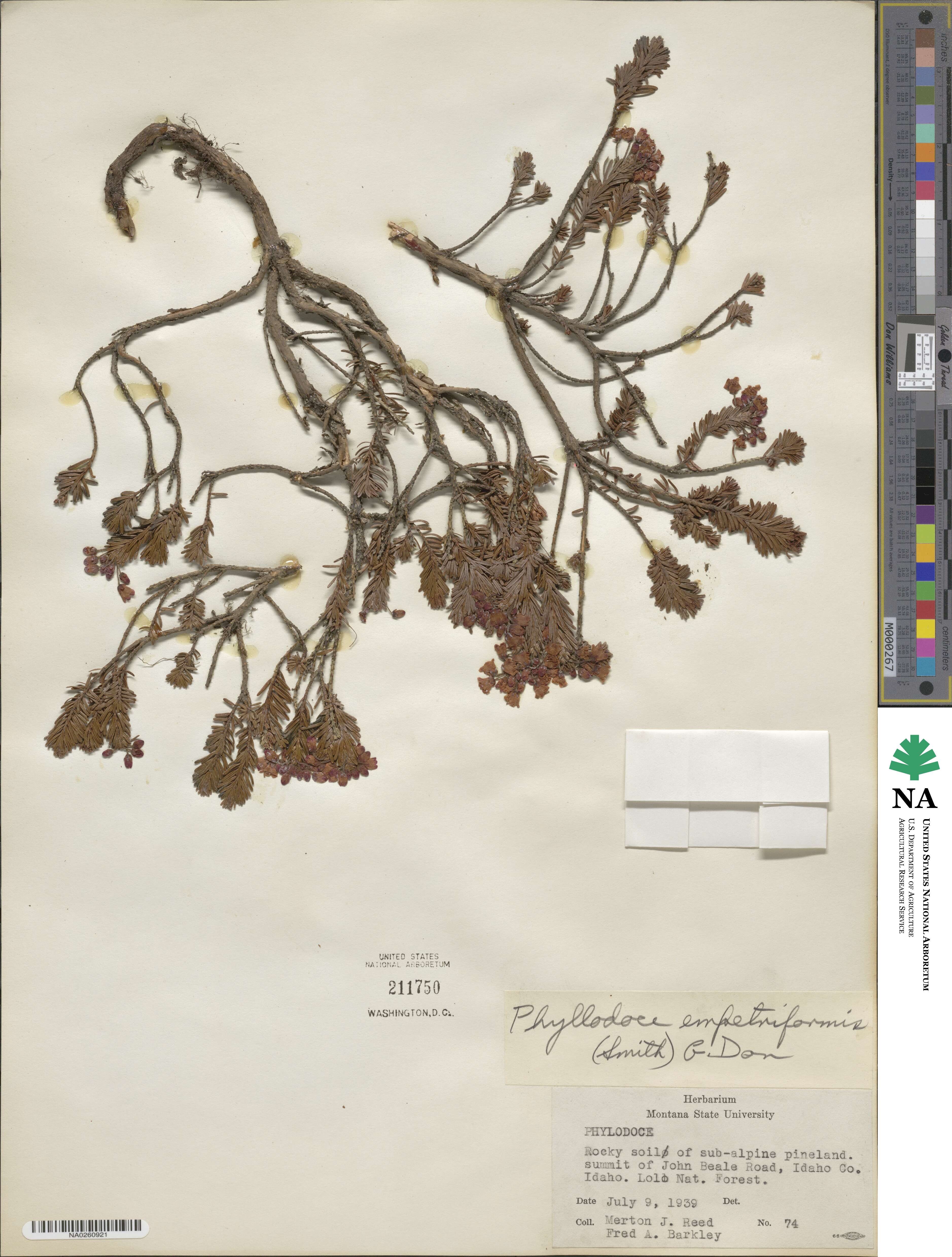 Phyllodoce empetriformis image