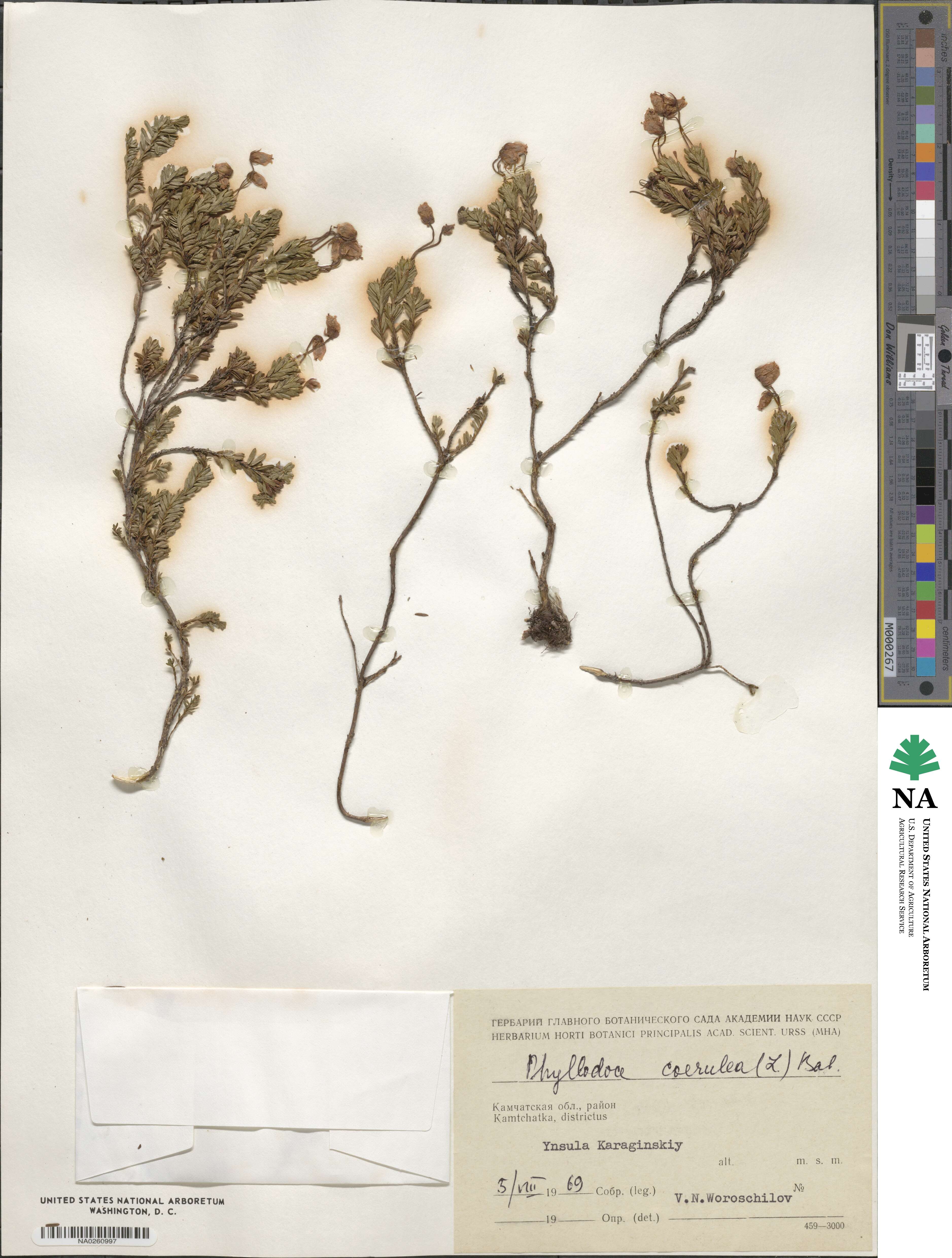 Phyllodoce caerulea image