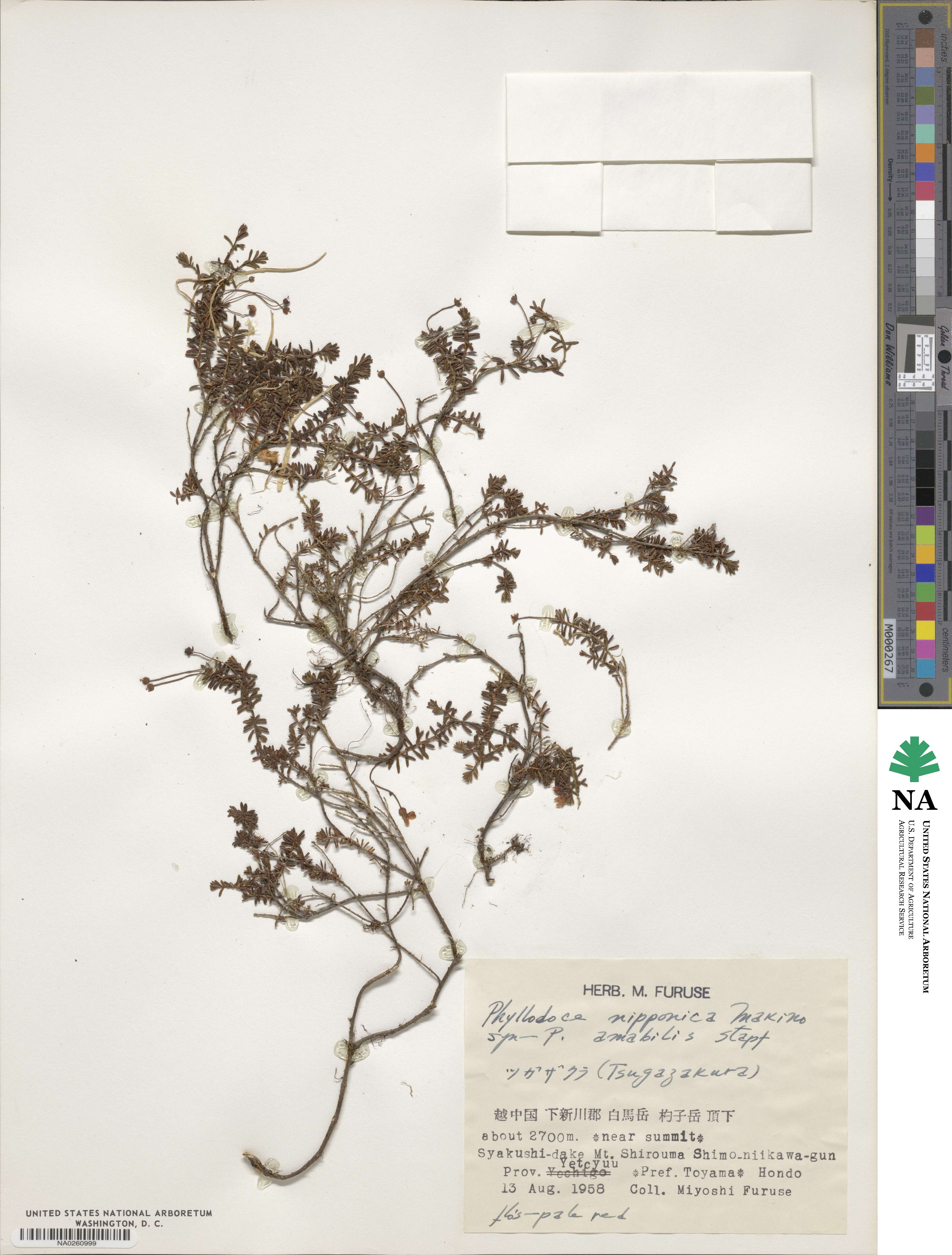 Phyllodoce nipponica image