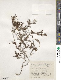 Phyllodoce nipponica image