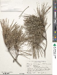 Pinus densiflora image