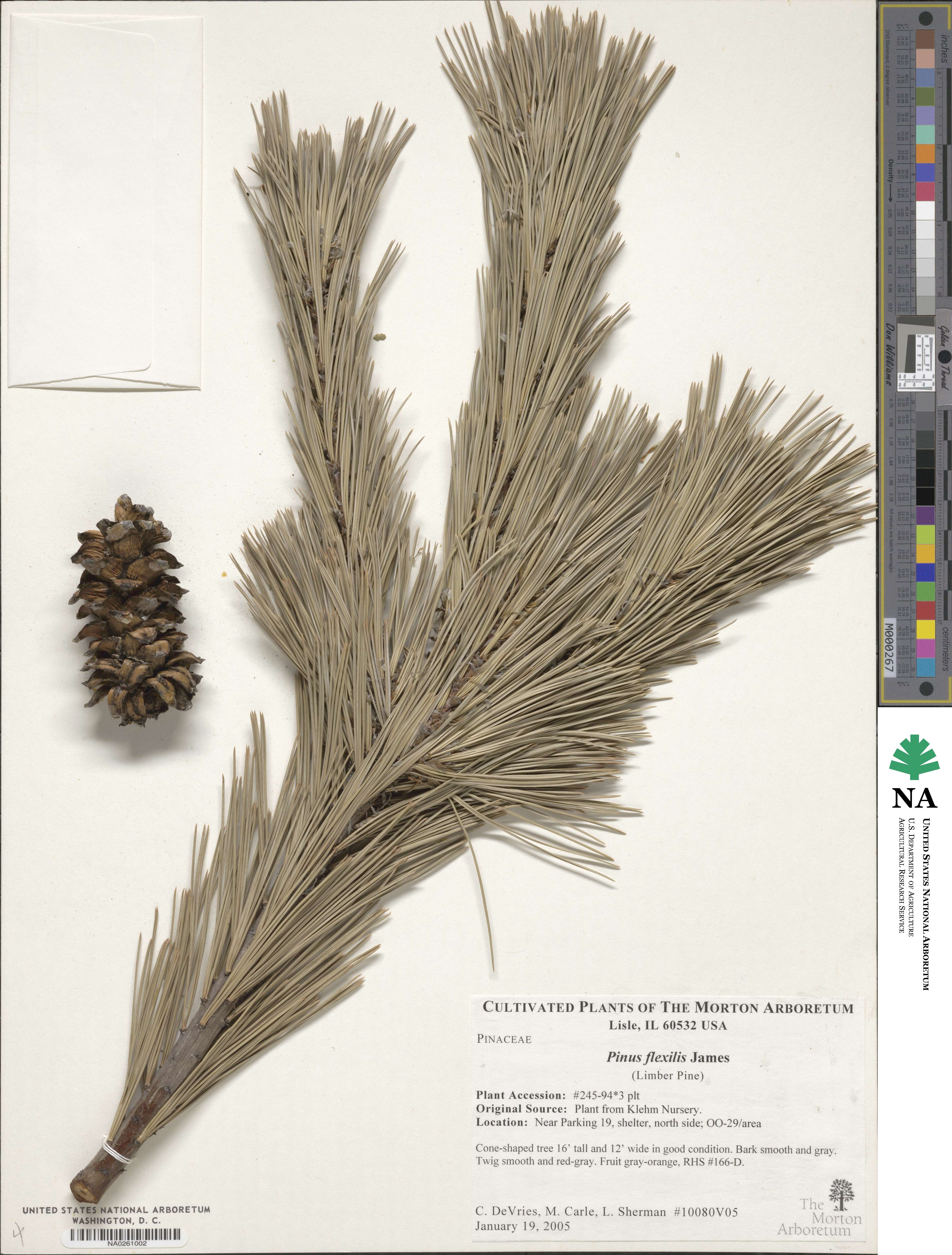 Pinus flexilis image