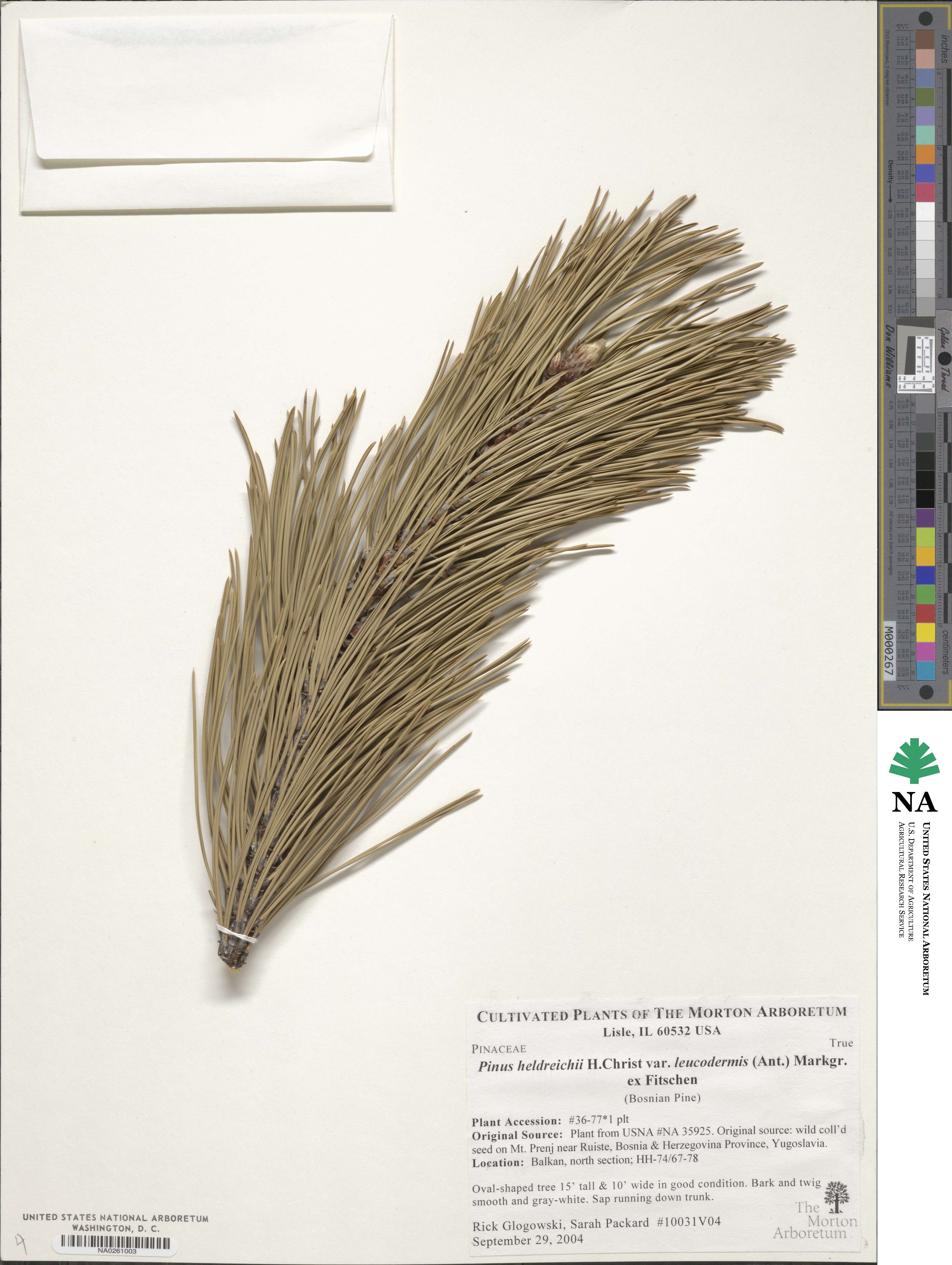 Pinus heldreichii image