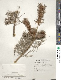 Pinus parviflora image