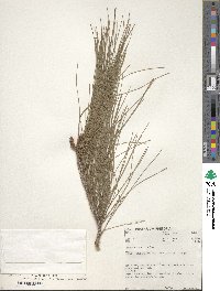 Pinus patula image