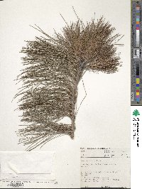 Pinus patula image