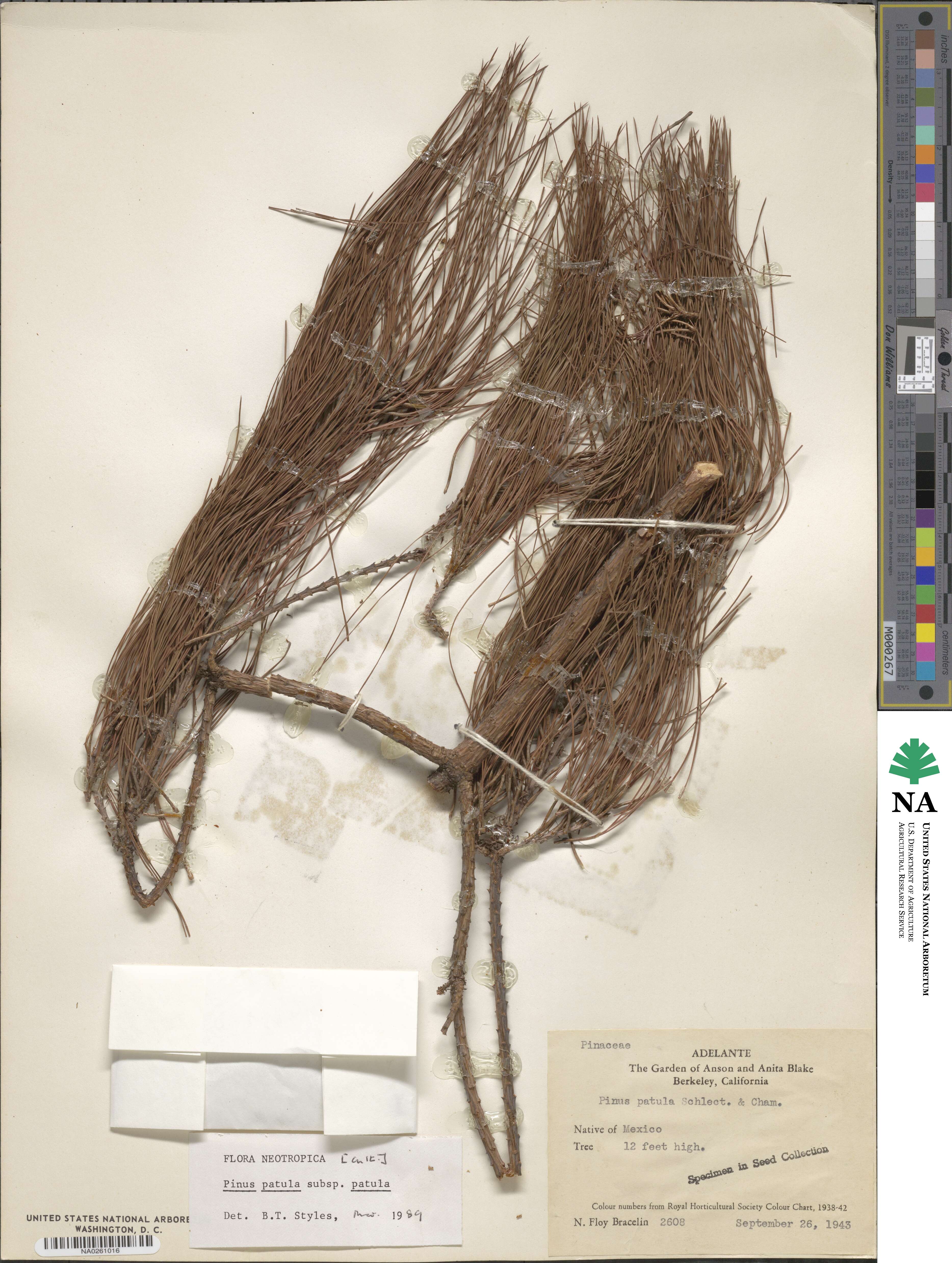 Pinus patula image